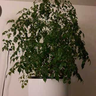 China Doll Plant plant in Vancouver, British Columbia