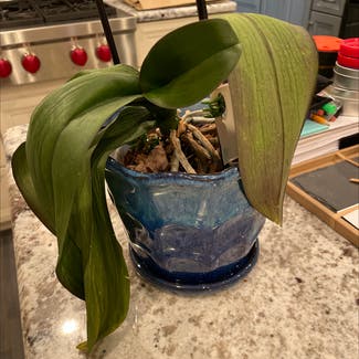 Phalaenopsis Orchid plant in Erie, Pennsylvania
