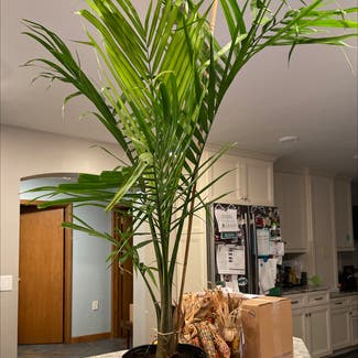 Majesty Palm plant in Erie, Pennsylvania