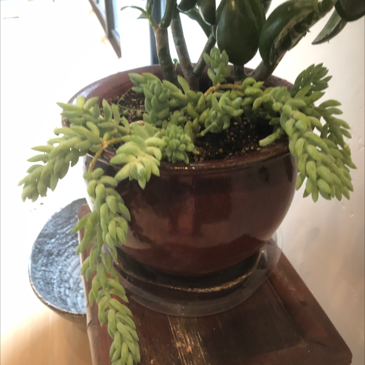 Burro's Tail plant photo by @FindingEden named Sancho Ponza on Greg, the plant care app.