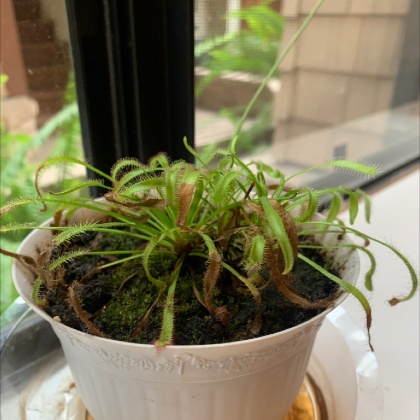 Cape Sundew plant in a white pot with some browning leaves and visible soil.