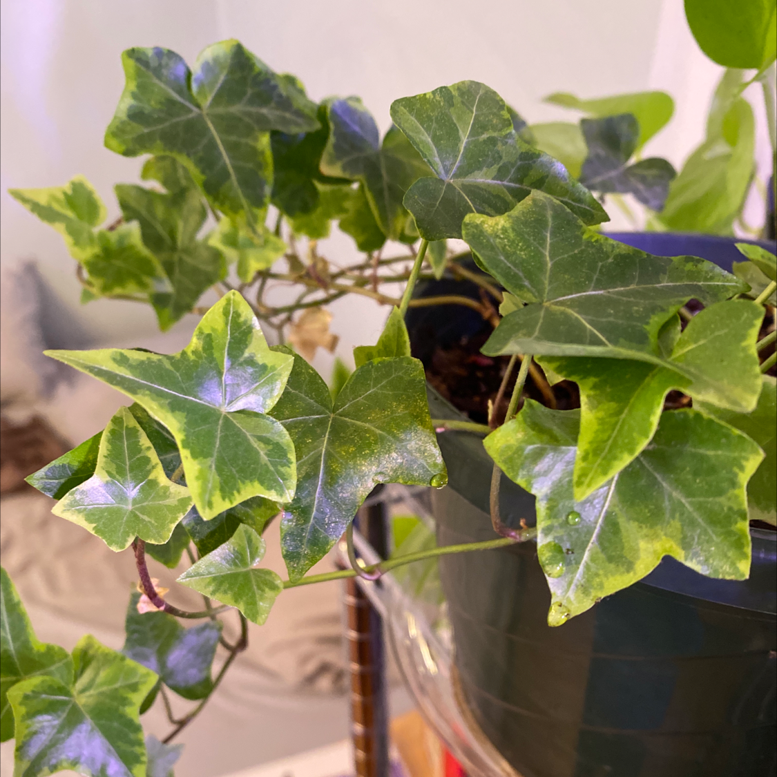 Variegated ivy plant in a pot with green and yellow leaves.