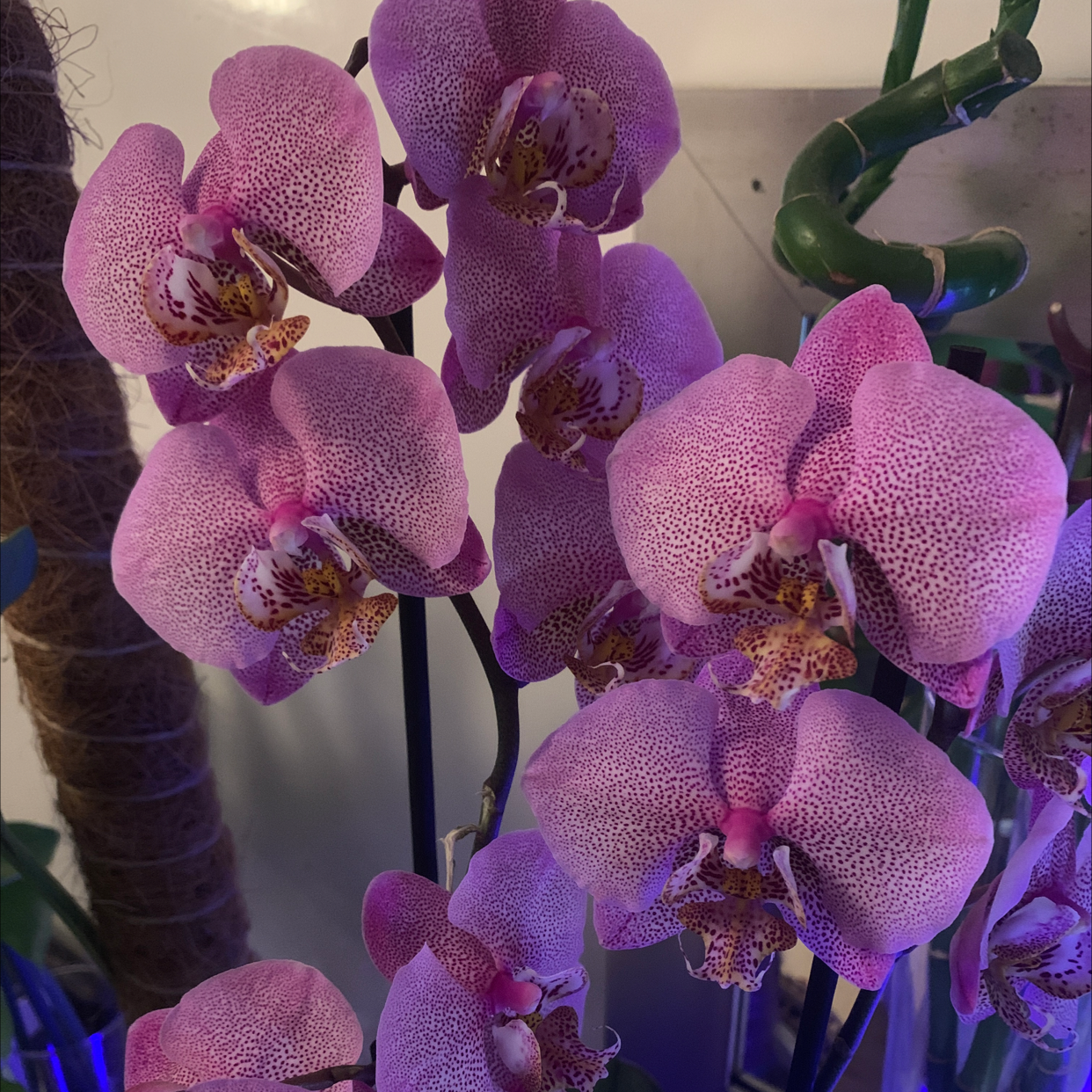 Aphrodite's Phalaenopsis with vibrant purple flowers, well-framed and in focus.