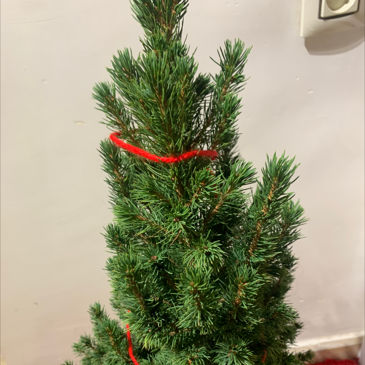 Healthy Norway Spruce plant with dense green needles, tied with a red string.