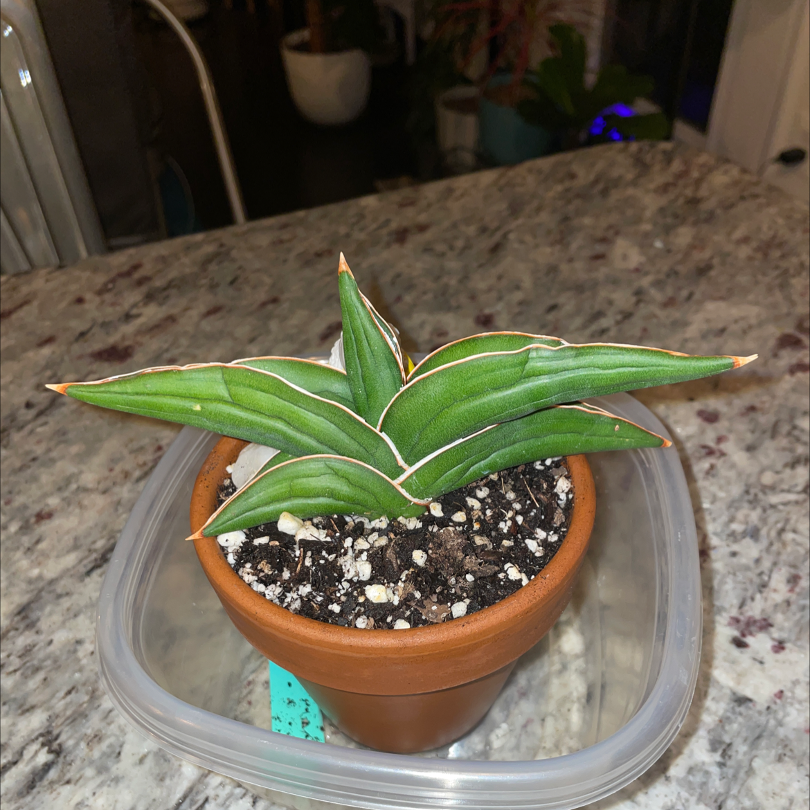 Samurai Dwarf Snake Plant in a terracotta pot on a plastic container, healthy green leaves.