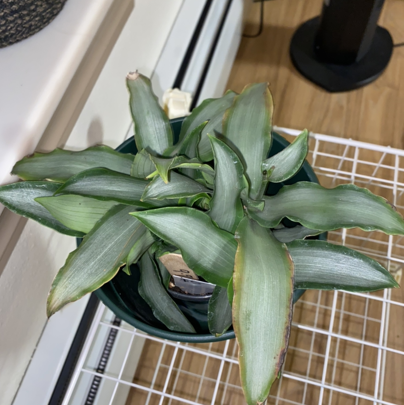Basket Plant in a pot with some browning at the leaf edges.