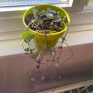 String of Hearts plant in Missoula, Montana