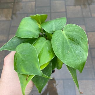 Heartleaf Philodendron plant in Missoula, Montana