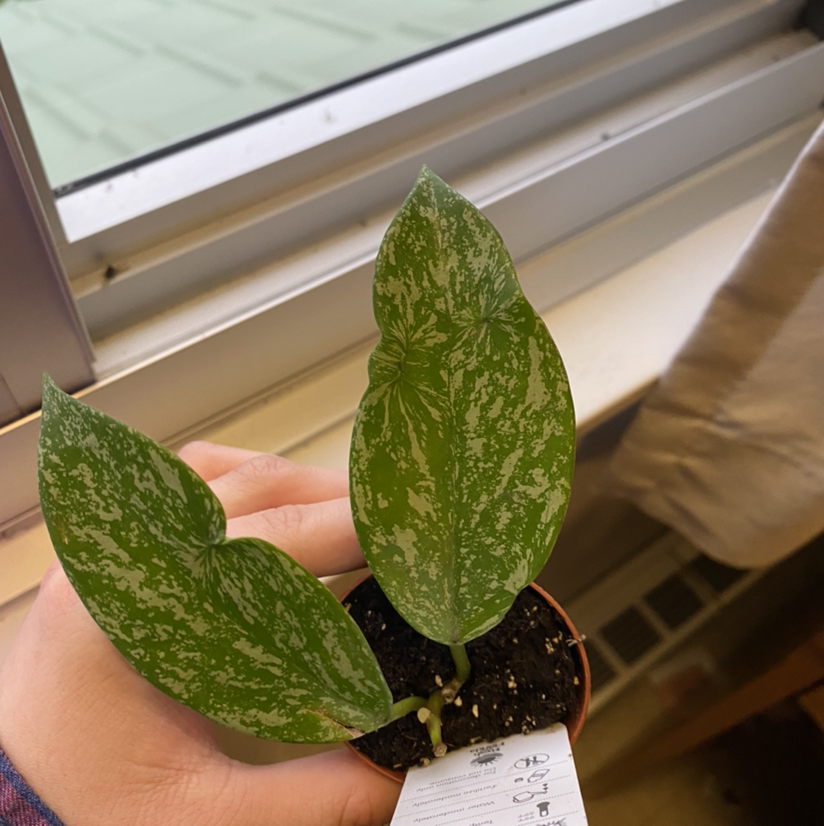 Hoya Pubicalyx plant with two green leaves featuring silver speckling, held by a hand near a window.