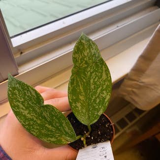 Hoya pubicalyx plant in Missoula, Montana
