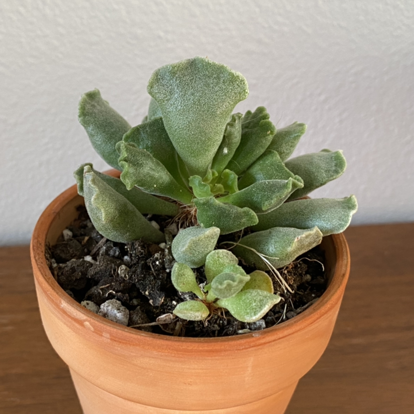 Pillow Feet Crinkle Leaf Plant in a terracotta pot with visible soil.