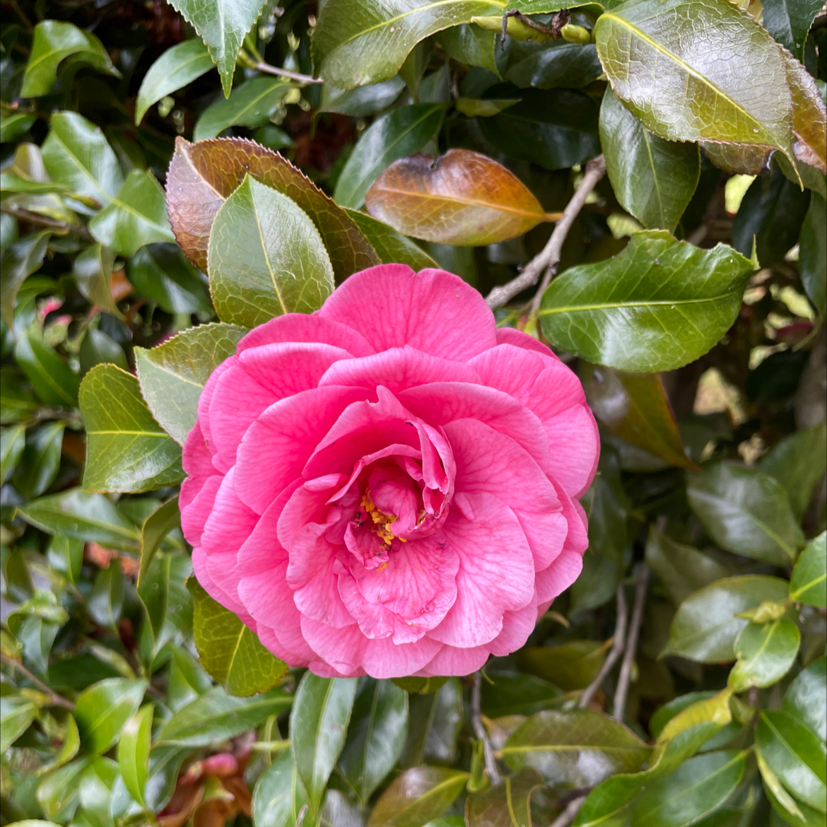 Why Is My Camellia Dropping Leaves?