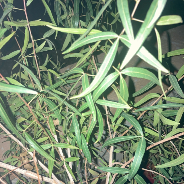 Plant care for False Marula on Greg, the plant care app