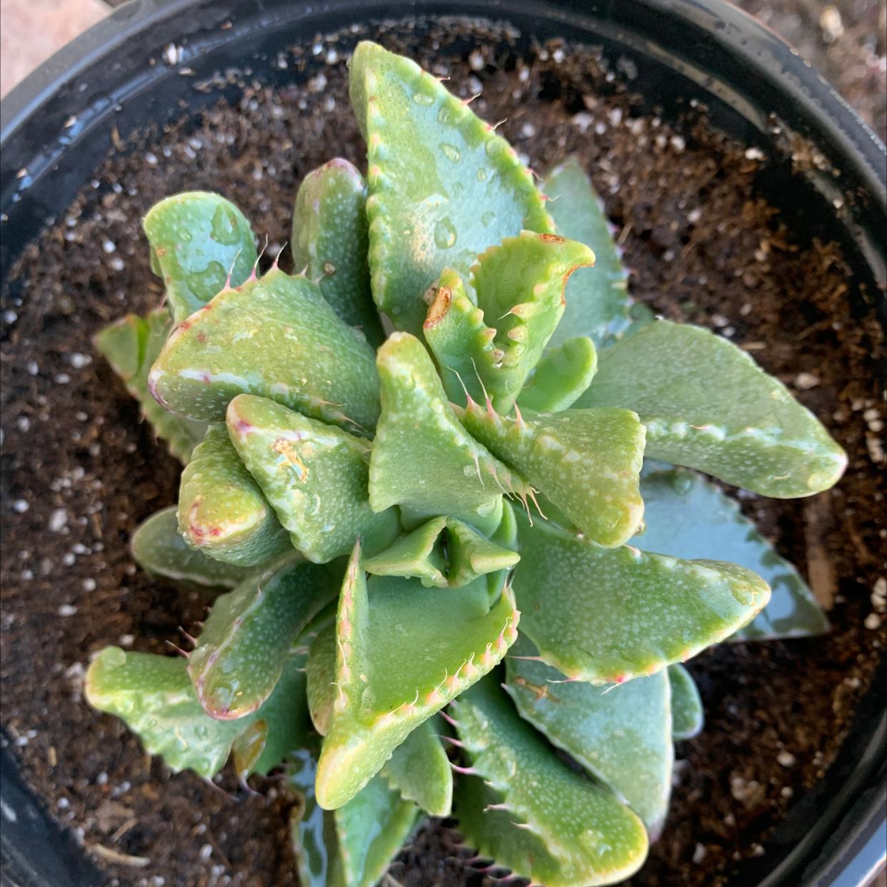 Tiger's Jaw plant in a pot with visible soil, appearing healthy with green fleshy leaves.