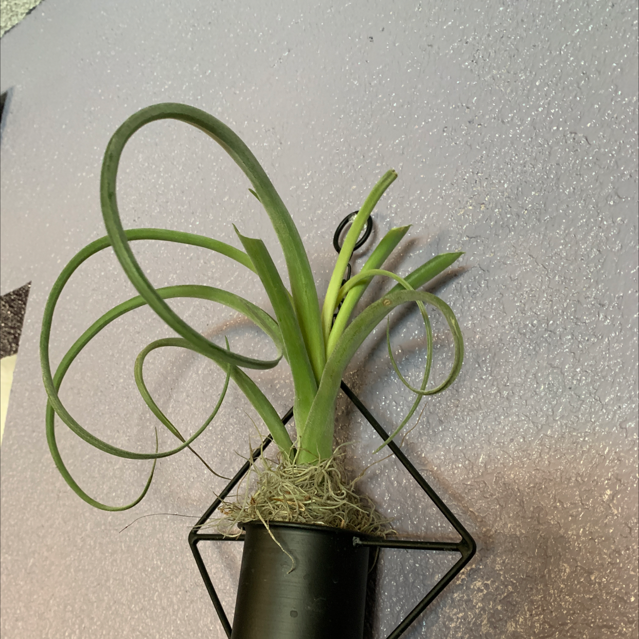Fishbone Air Plant with curly leaves in a black holder against a textured wall.