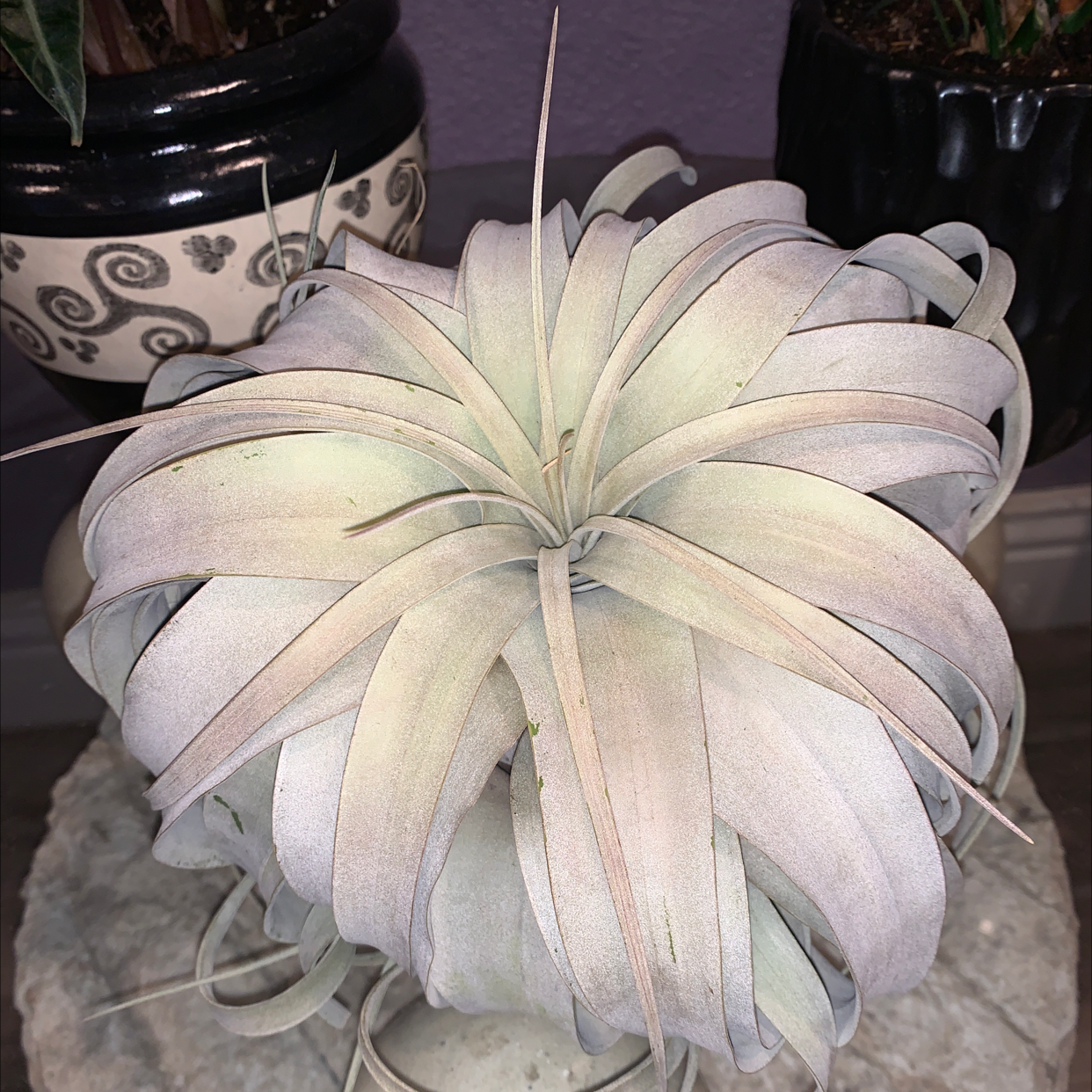 Tillandsia Xerographica plant with silvery-gray leaves in a rosette shape.