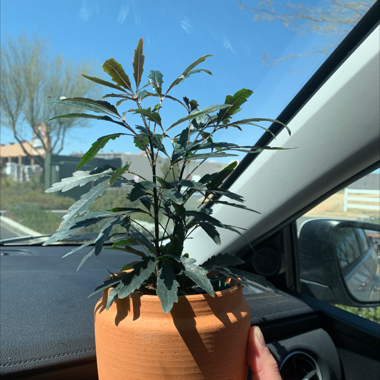 false Aralia plant in a terracotta pot inside a car, appears healthy.