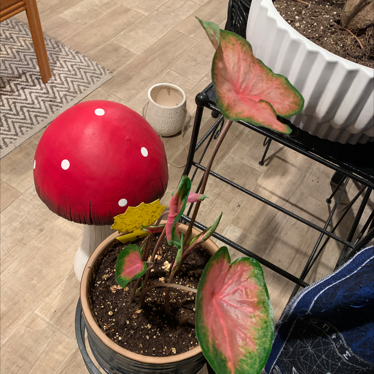 Photo of the plant species Angel Wings by @Ntheogen named Chromatica (Caladium Bulb) on Greg, the plant care app