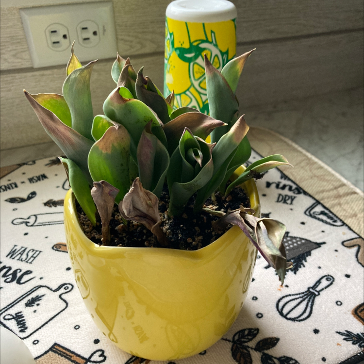 Potted Garden Tulip with browning leaves in a yellow pot on a patterned surface.