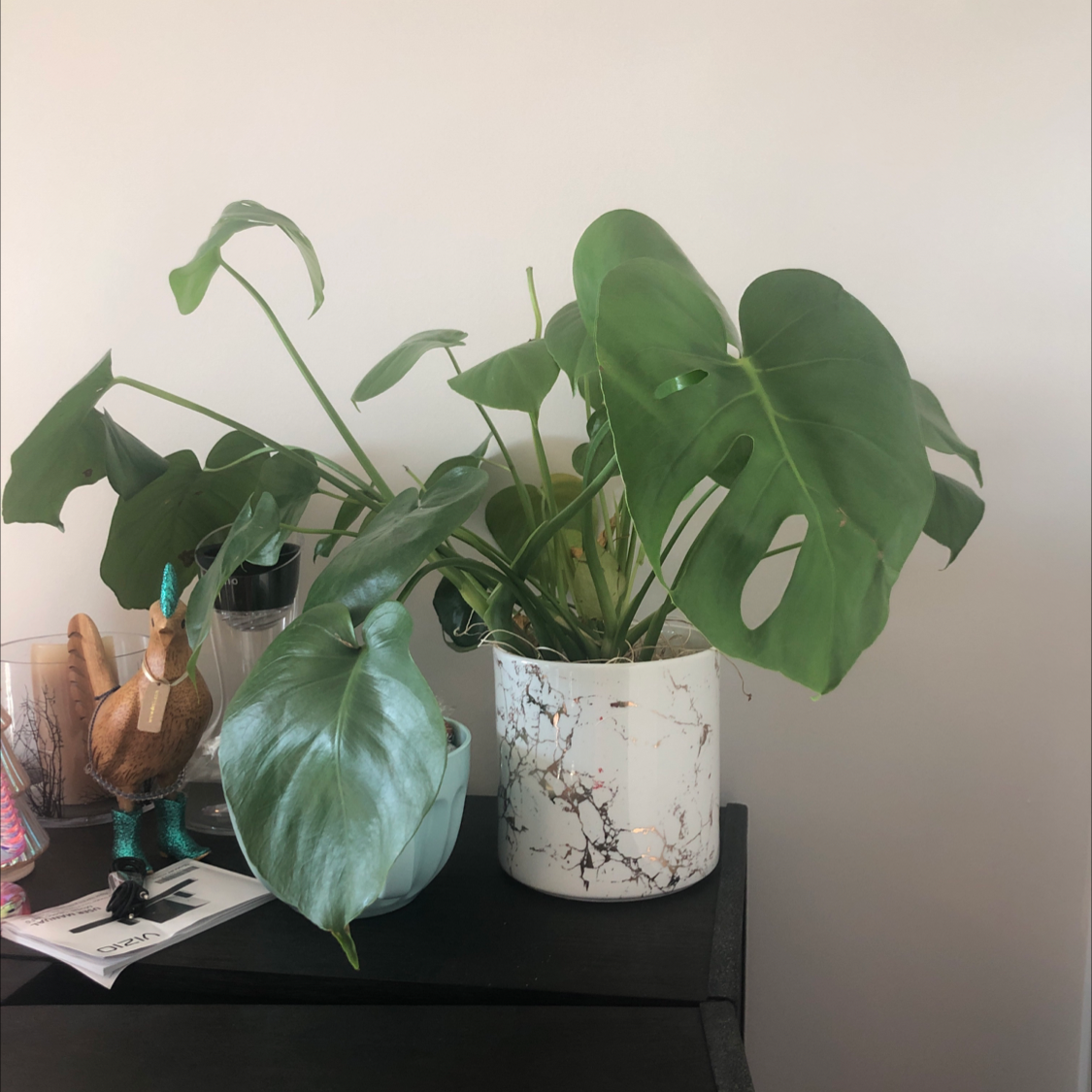 Monstera plant photo by Meg named Lewis on Greg, the plant care app.