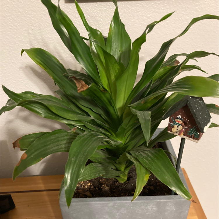 Cornstalk Dracaena plant photo by Kristin named Delilah on Greg, the plant care app.