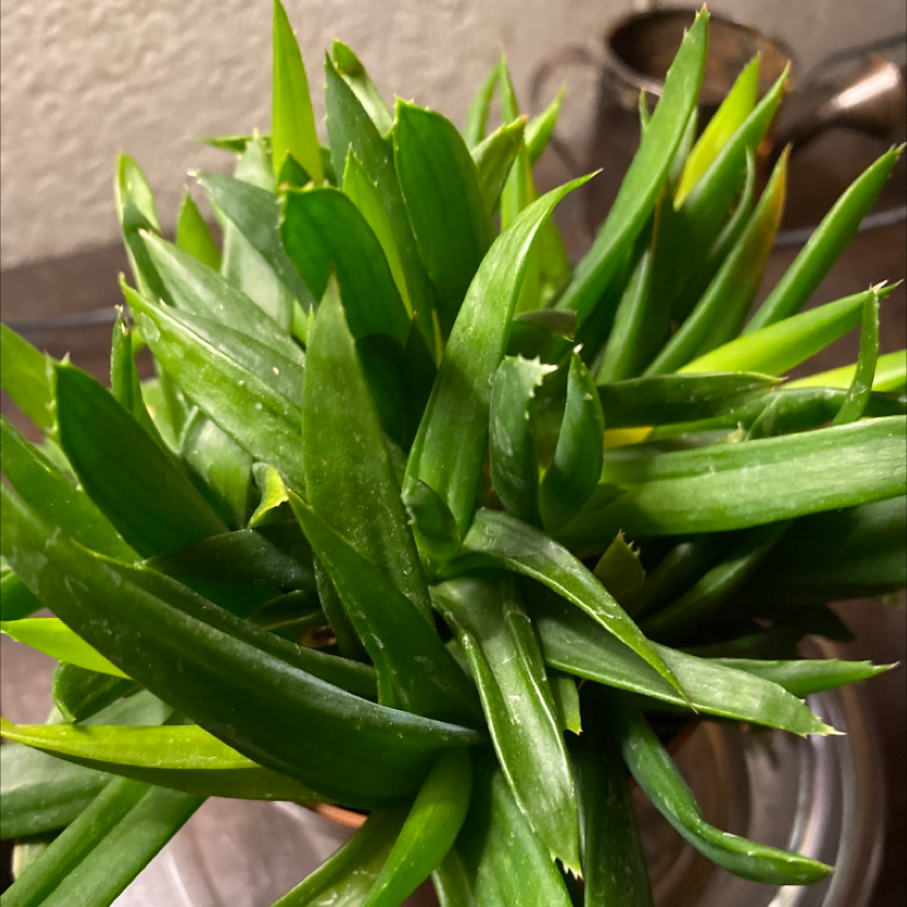 Photo of the plant species Haworthia angustifolia 'Baylissii' by @IgnoringMel named Apollo on Greg, the plant care app