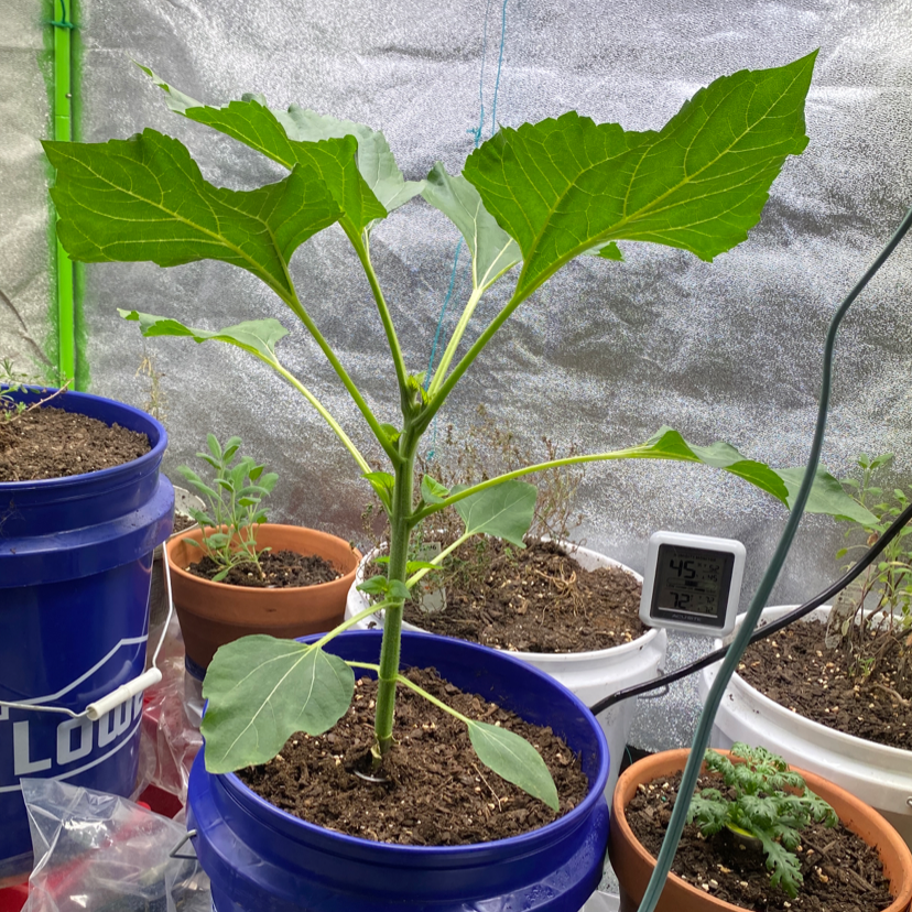 A healthy young sunflower plant in a blue pot, surrounded by other small potted plants in front of a reflective silver background.