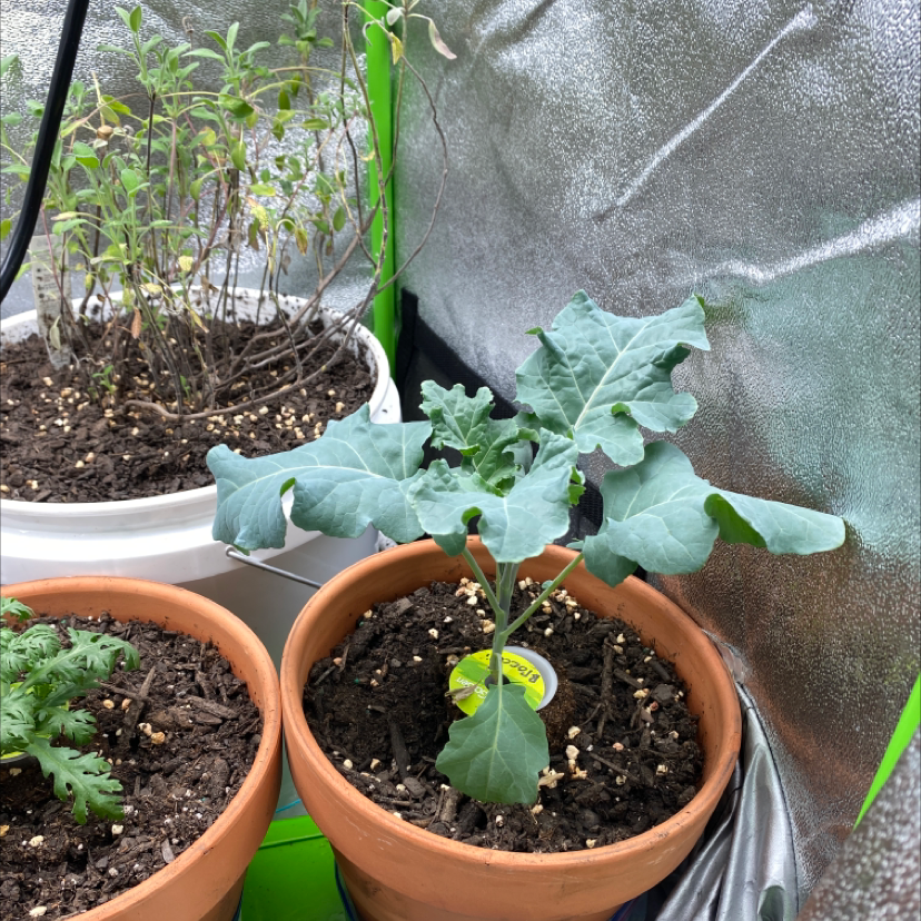 Wild cabbage plants in pots, showing healthy green leaves at various growth stages. Human hands visible touching a leaf.