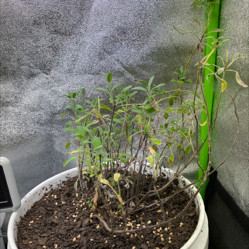 Potted Common Sage plant with yellowing and browning leaves, visible soil.