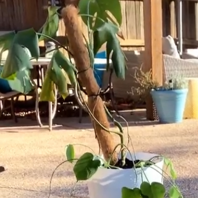 Monstera plant photo by @faeofthespring named monstera philodendron on Greg, the plant care app.