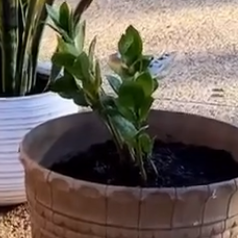 Zamioculcas Zamiifolia plant photo by @faeofthespring named ZZ plant on Greg, the plant care app.