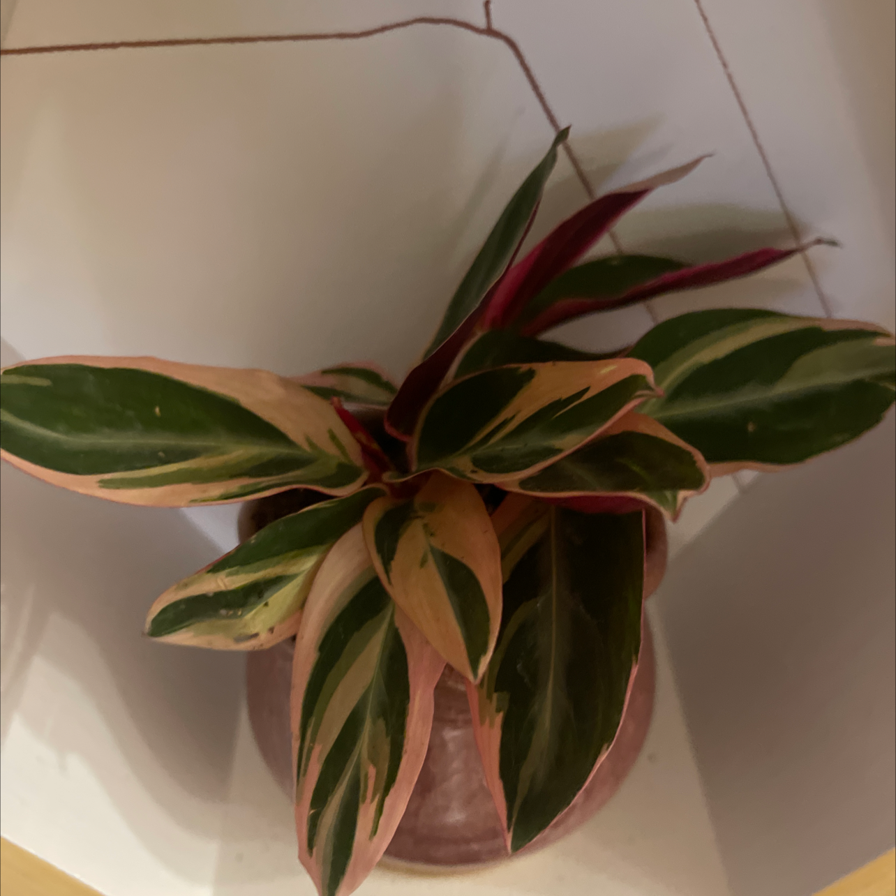 Never Never Plant with variegated leaves in a pot, well-framed and healthy.