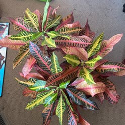 Croton 'Petra' plant