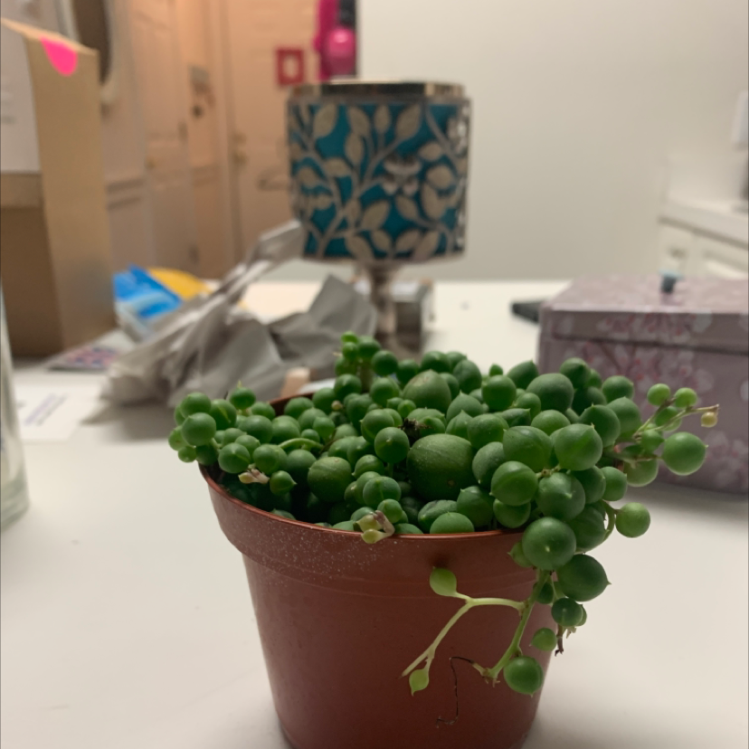 String of Pearls plant photo by Christine named String of Pearls on Greg, the plant care app.