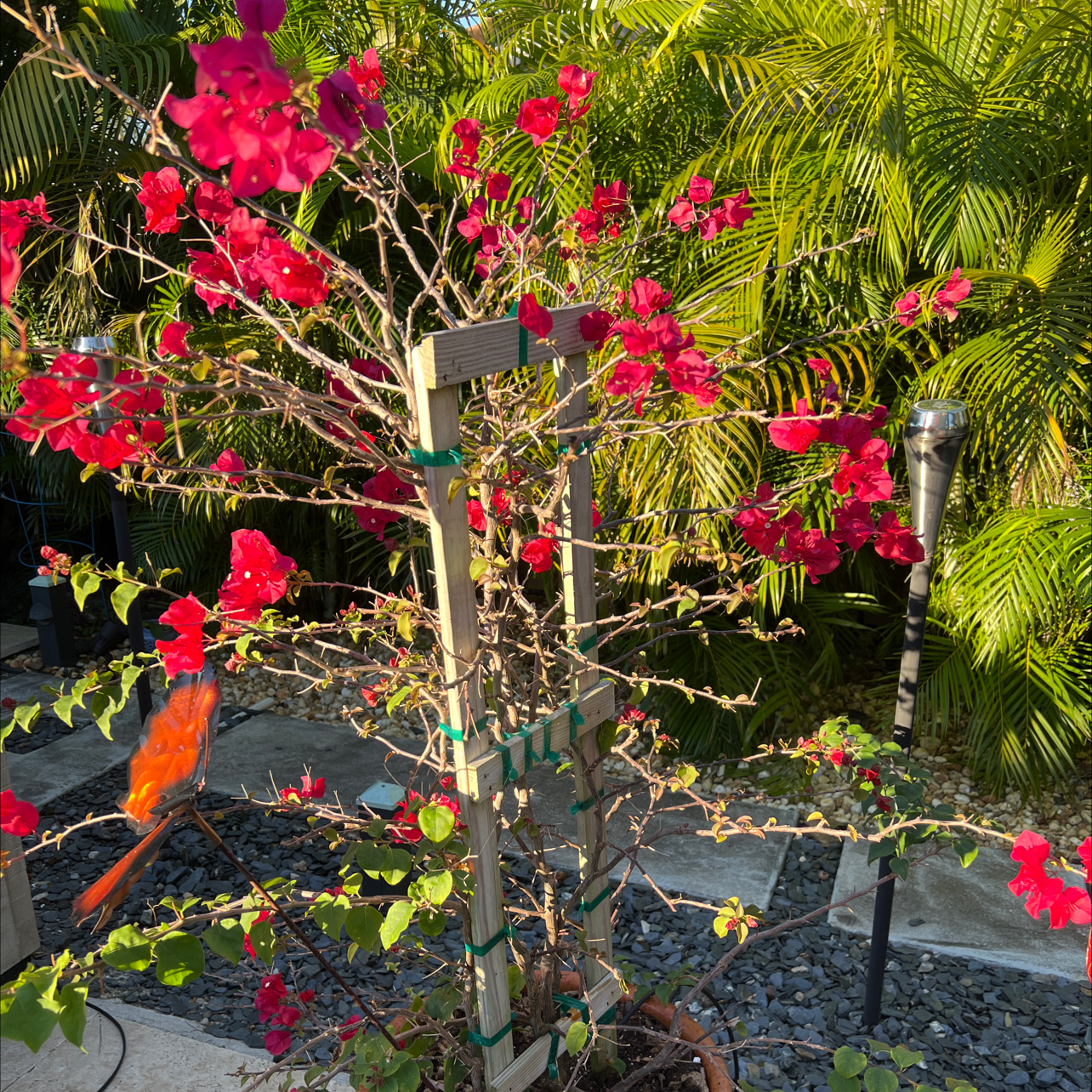 Bougainvillea plant with red flowers supported by a wooden trellis in a garden setting.