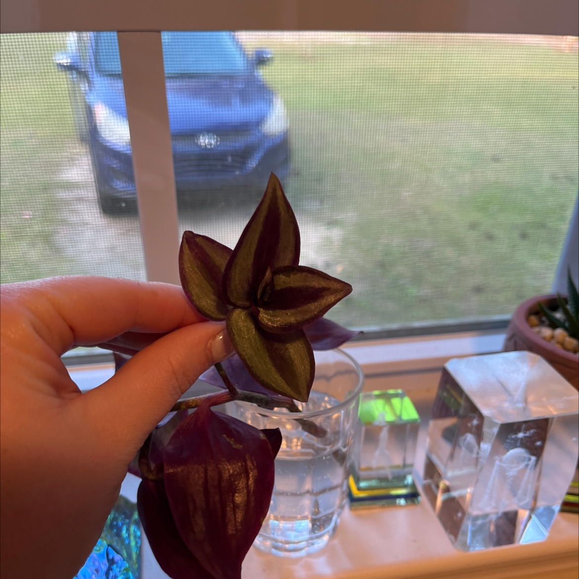 Tradescantia Zebrina plant photo by @Peeps16 named Elina on Greg, the plant care app.
