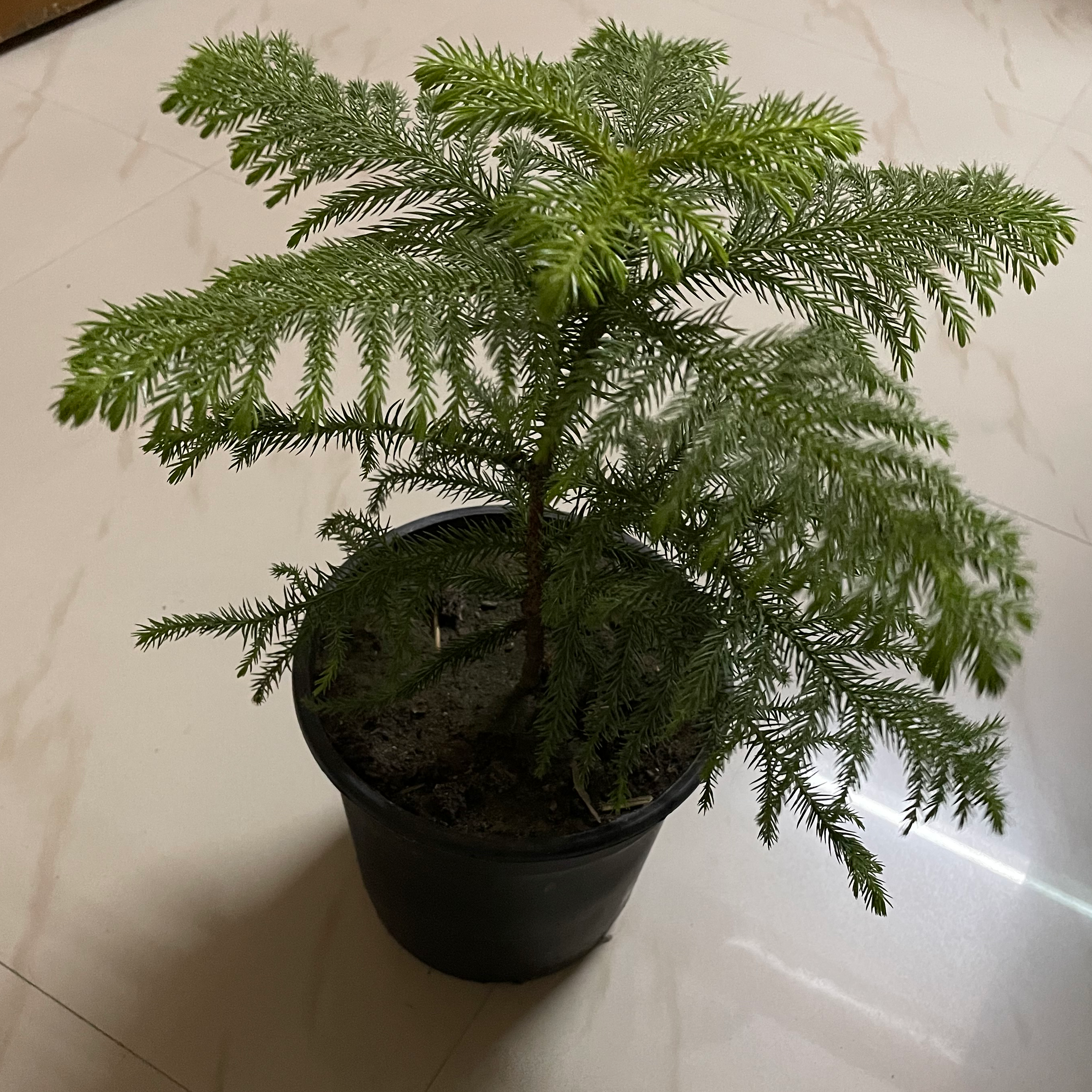 Personalized Norfolk Island Pine Care Water Light Nutrients Greg App