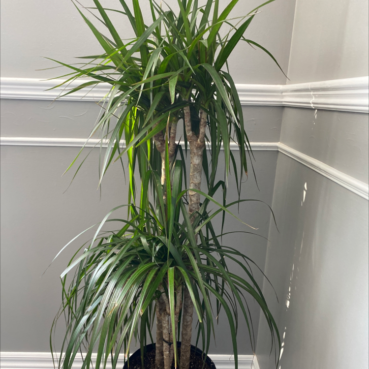 Open Weave Dragon Tree with long, narrow green leaves in a corner.