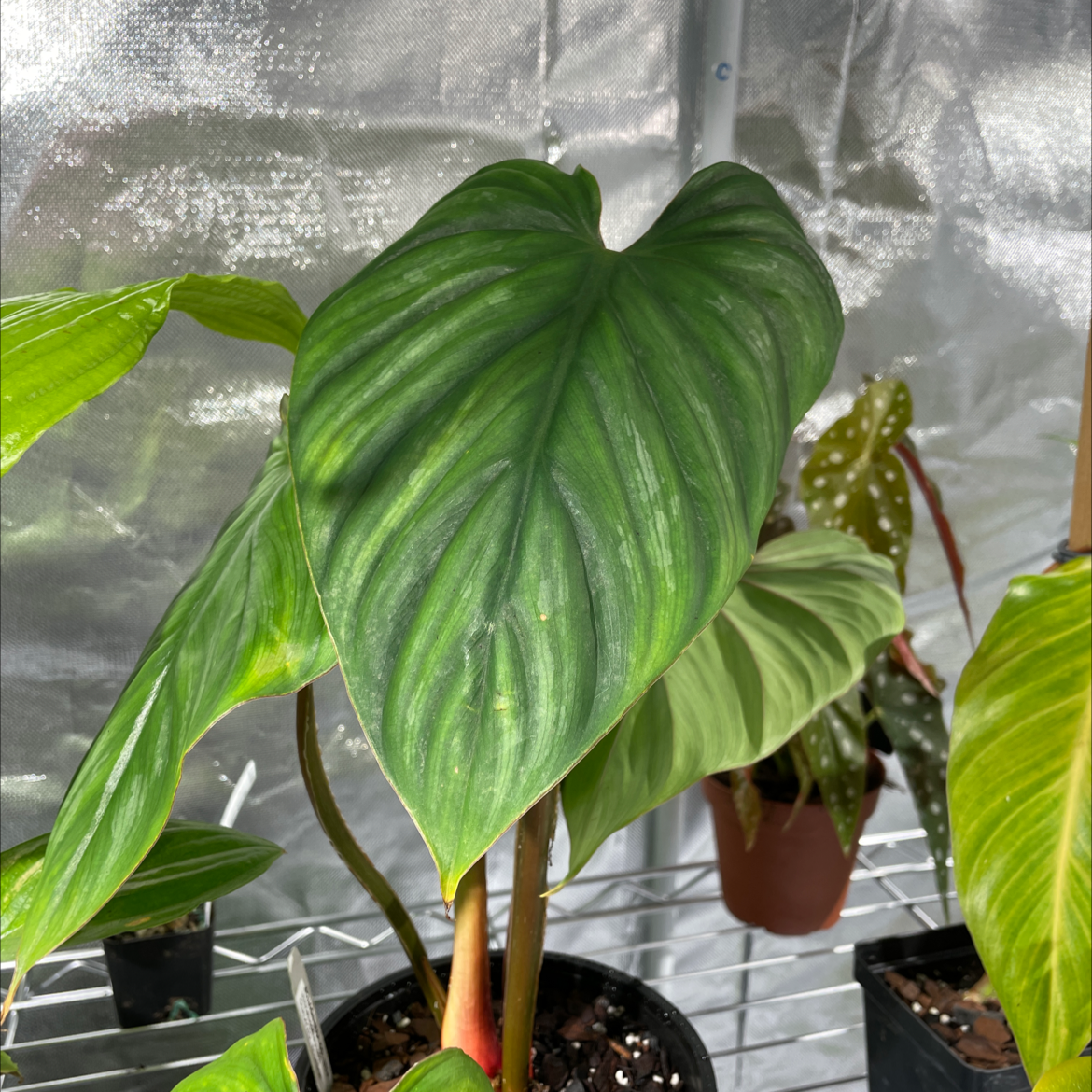 Philodendron plowmanii plant with large green leaves in a pot, surrounded by other plants.