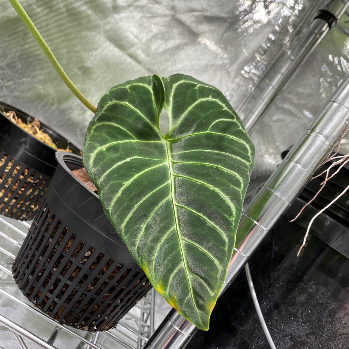 Anthurium regale plant with a prominent, healthy leaf, potted and placed on a metal shelf.
