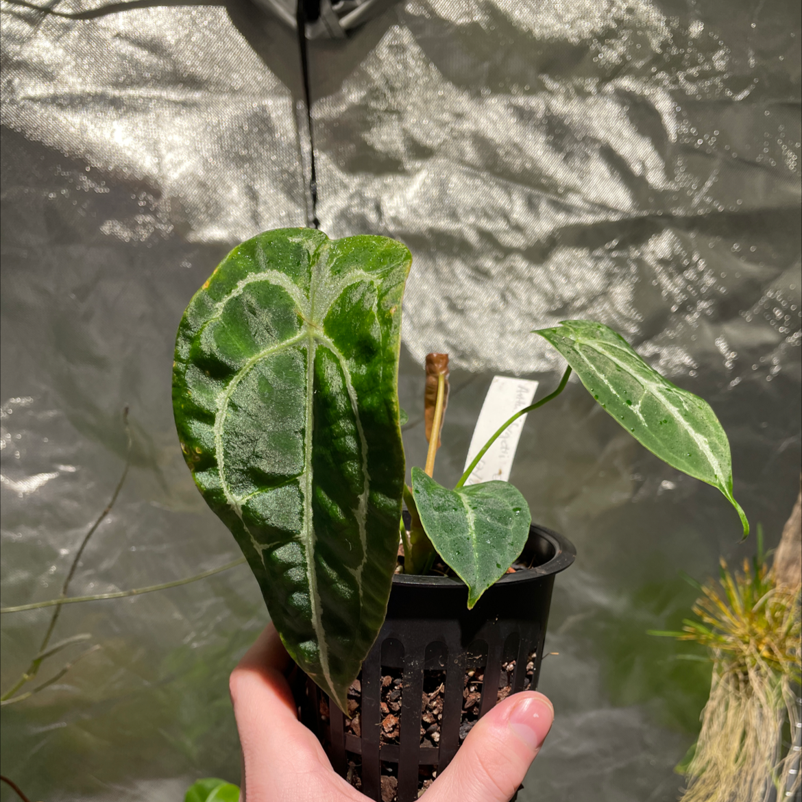 Anthurium forgetii plant in a black pot with dark green leaves and white veins, held by a hand.