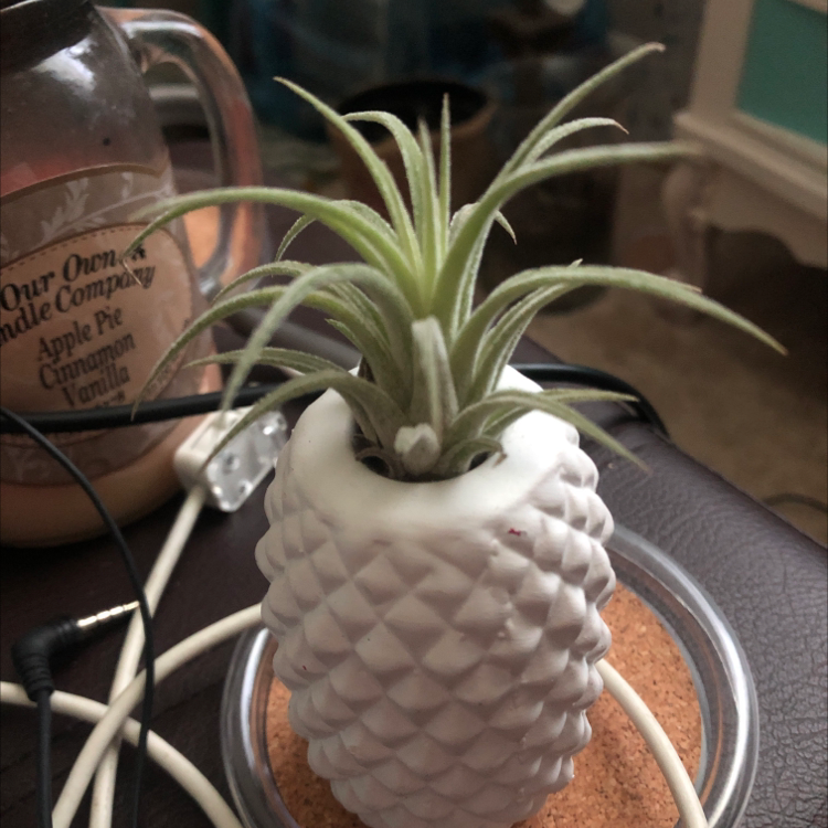 Close-up of a healthy Blushing Bride air plant with silvery-green leaves in a white ceramic container.