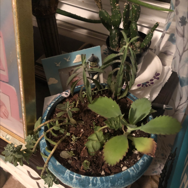 Healthy Mother of Thousands plant in blue pot on windowsill, with small plantlets growing along leaf edges.