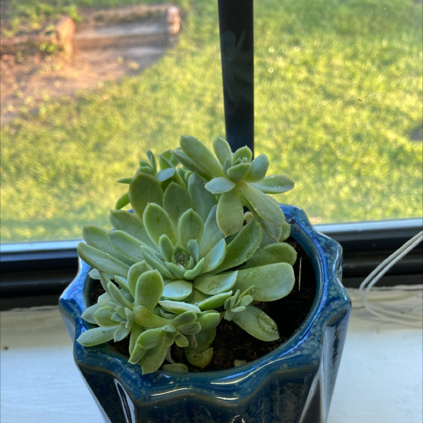 Pearl Echeveria succulent in a blue pot on a windowsill with greenery outside.