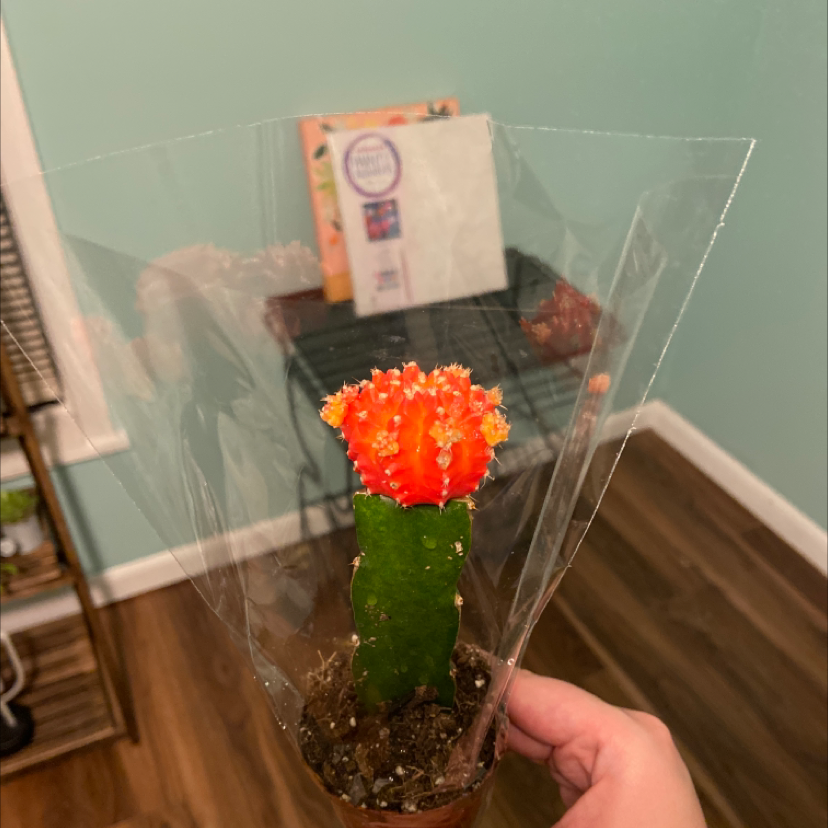 Moon Cactus with a vibrant red top grafted onto a green base, wrapped in plastic.