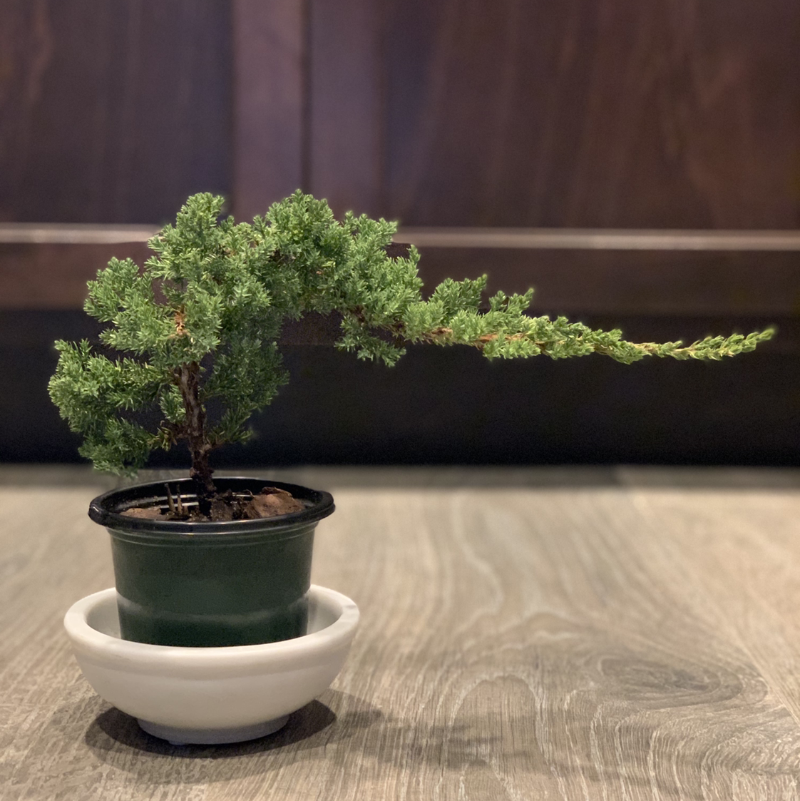 Sargent Juniper plant in a pot on a saucer with healthy green foliage.