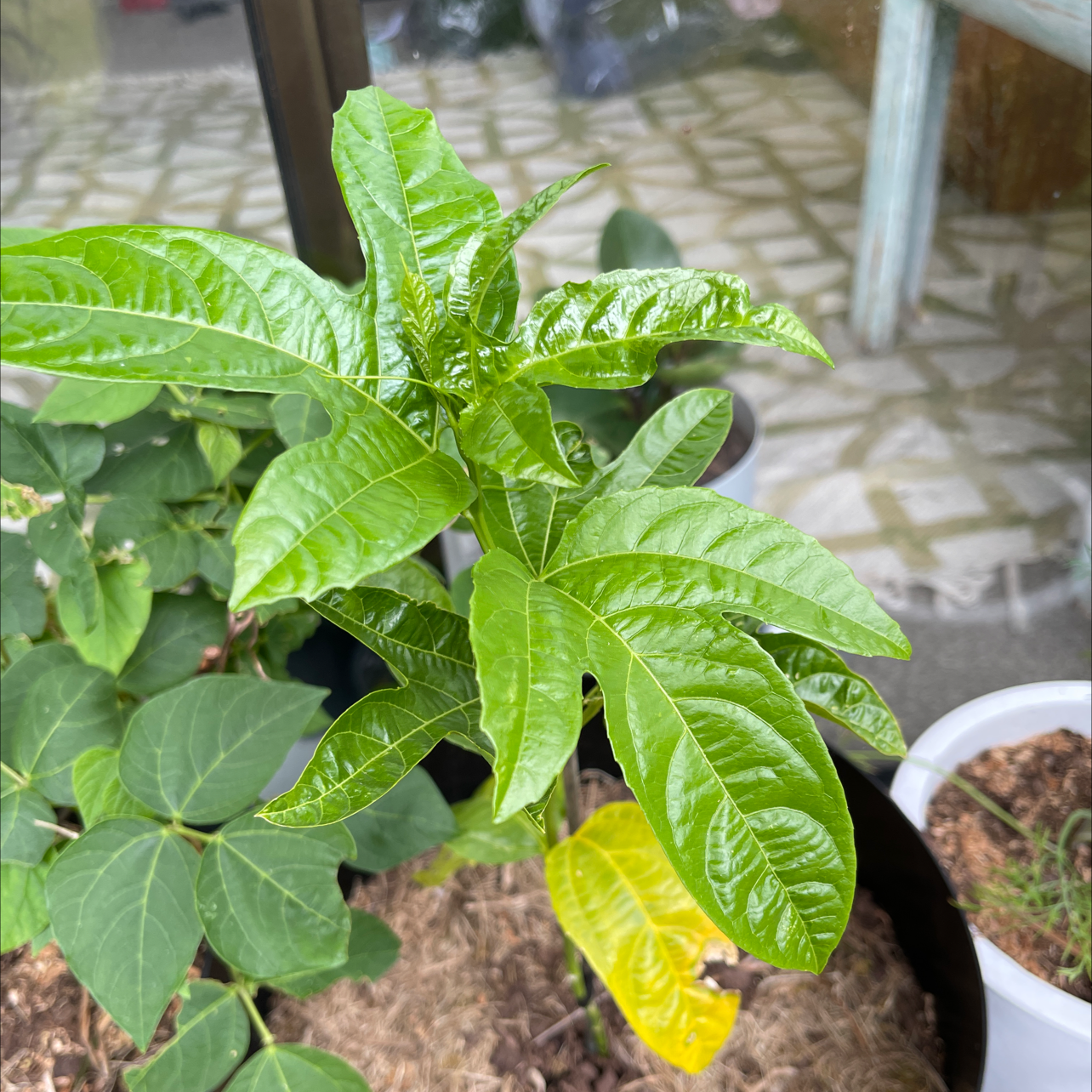 Why Are My Passion Fruit Leaves Turning Yellow?