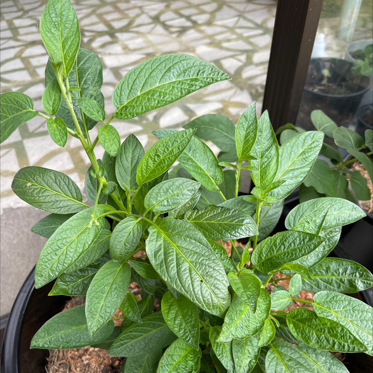 Photo of the plant species Pepino Melon by Jess named Pepito on Greg, the plant care app