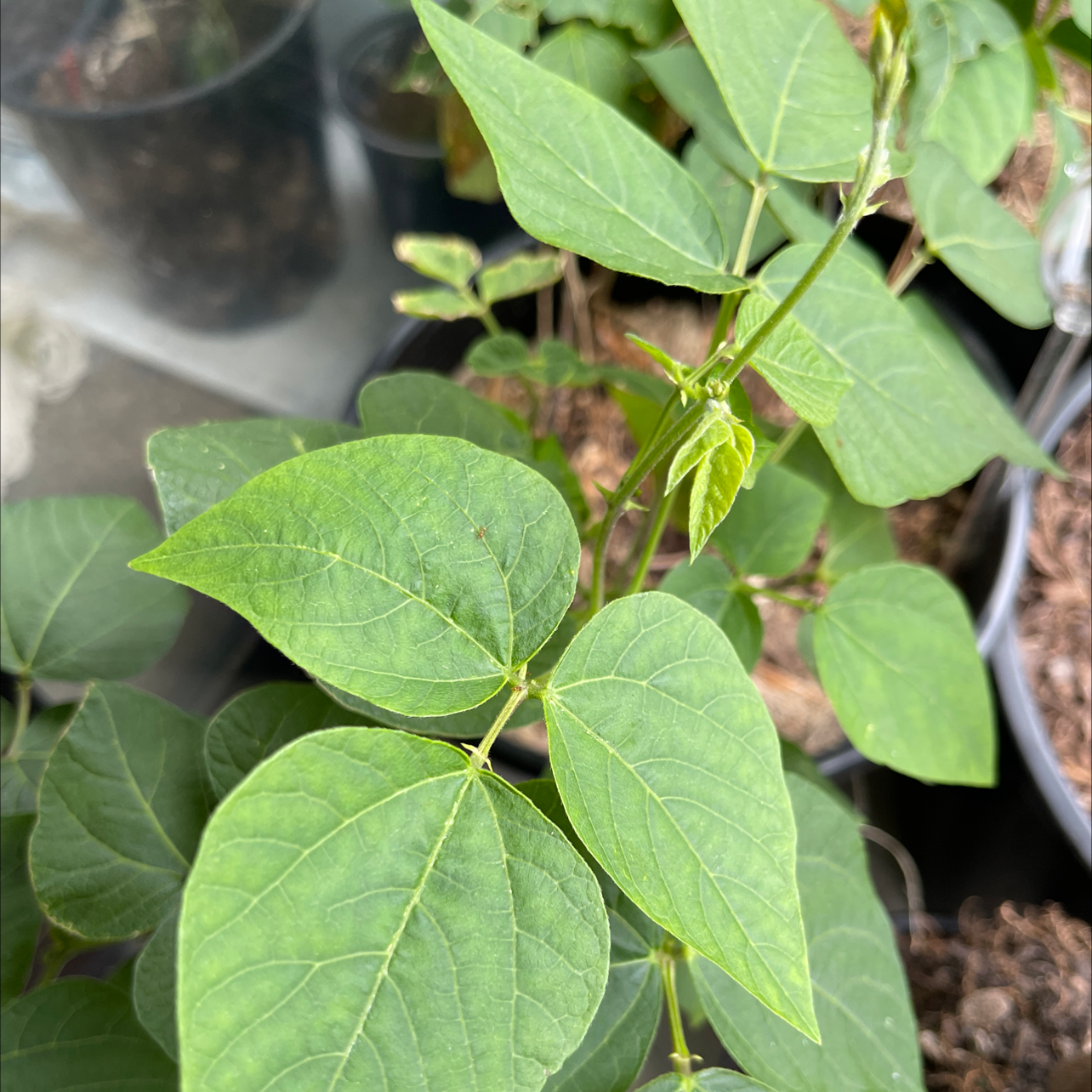 💧 Why Are My Common Bean Leaves Droopy?