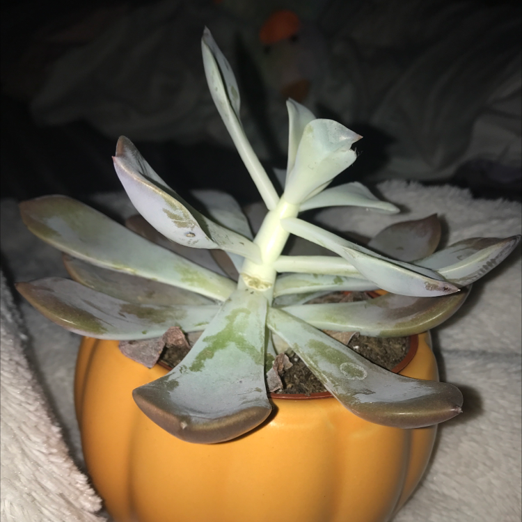 Ghost Plant plant photo by @Ted_talk named Suc-uuu on Greg, the plant care app.